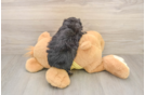 Friendly Mini Aussiedoodle Baby