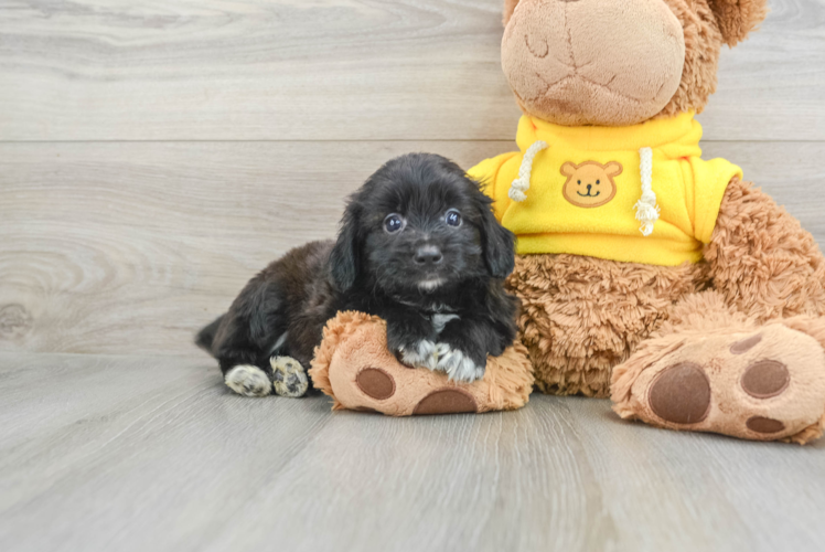 Meet Leopold - our Mini Aussiedoodle Puppy Photo 1/3 - Puppy Love PR Playful Mini Aussiepoodle Poodle Mix Puppy