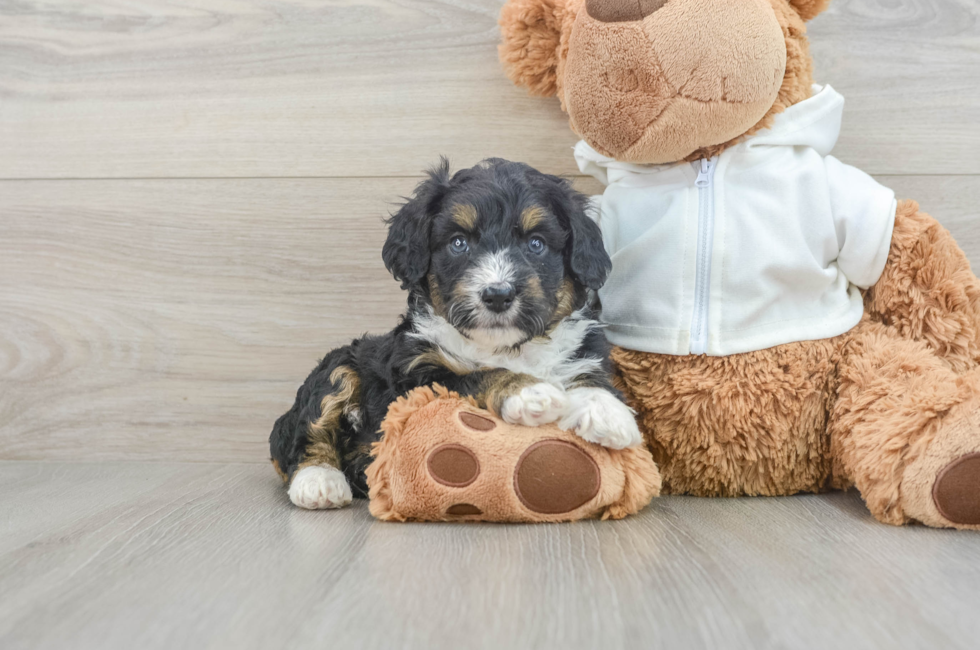 6 week old Mini Aussiedoodle Puppy For Sale - Puppy Love PR