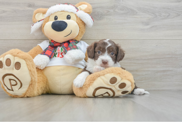 Meet Leopold - our Mini Aussiedoodle Puppy Photo 1/3 - Puppy Love PR Mini Aussiedoodle Pup Being Cute