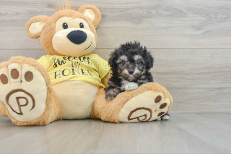 Friendly Mini Aussiedoodle Baby