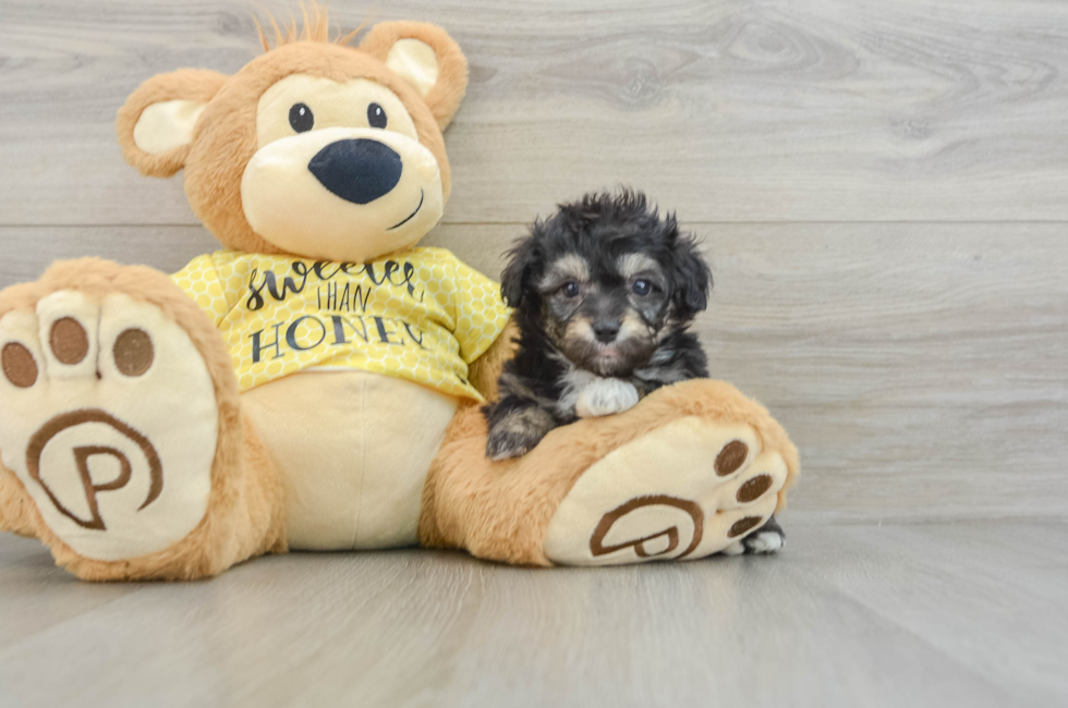 6 week old Mini Aussiedoodle Puppy For Sale - Puppy Love PR