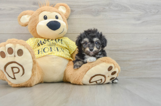 Friendly Mini Aussiedoodle Baby