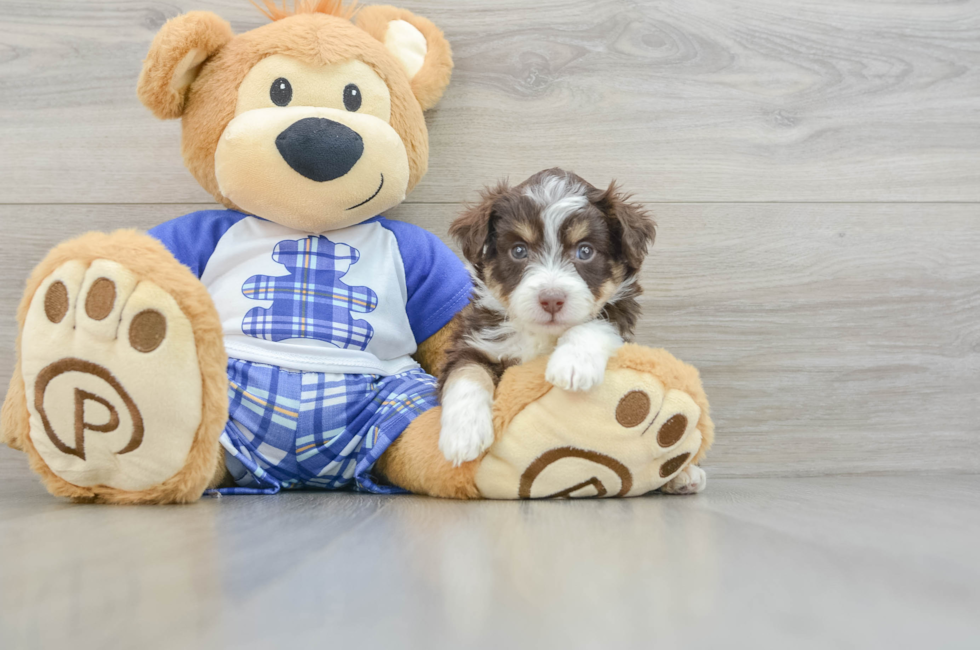 6 week old Mini Aussiedoodle Puppy For Sale - Puppy Love PR