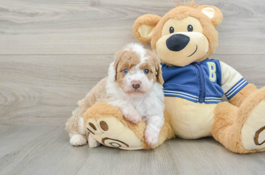 Little Mini Aussiepoo Poodle Mix Puppy