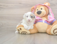 8 week old Mini Aussiedoodle Puppy For Sale - Puppy Love PR