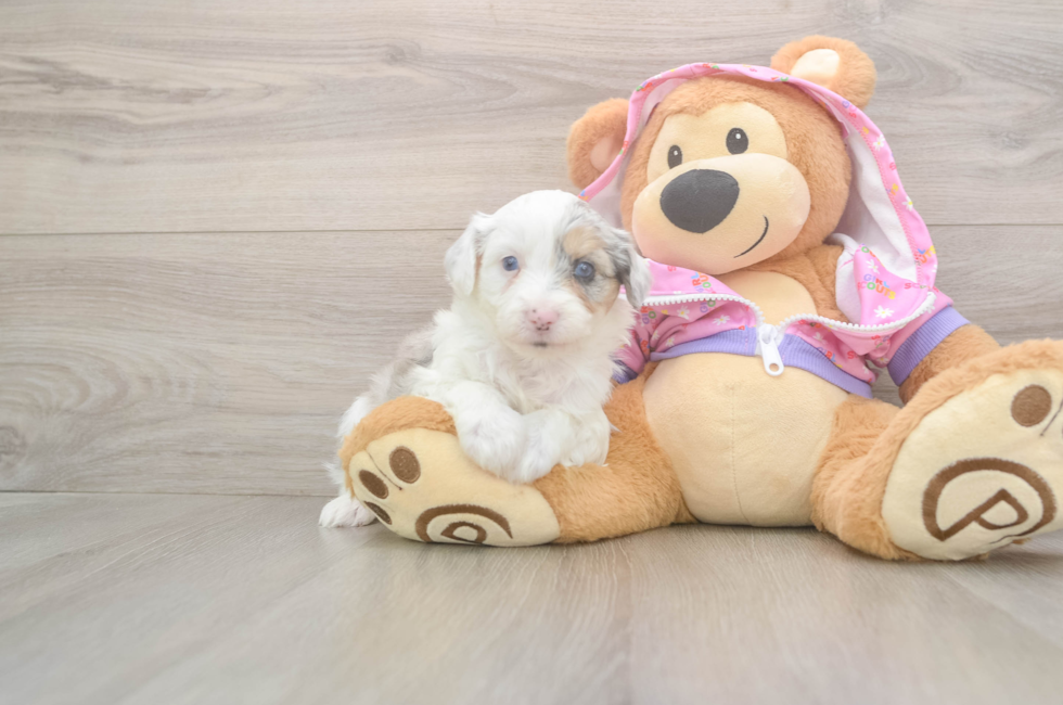 8 week old Mini Aussiedoodle Puppy For Sale - Puppy Love PR