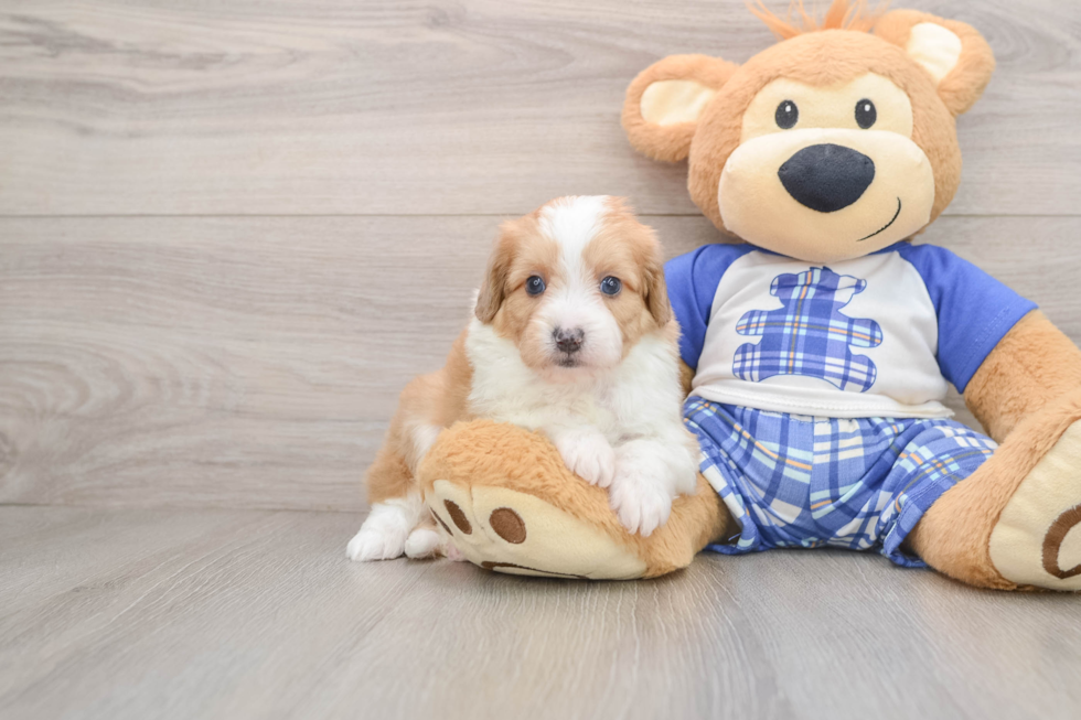 Best Mini Aussiedoodle Baby