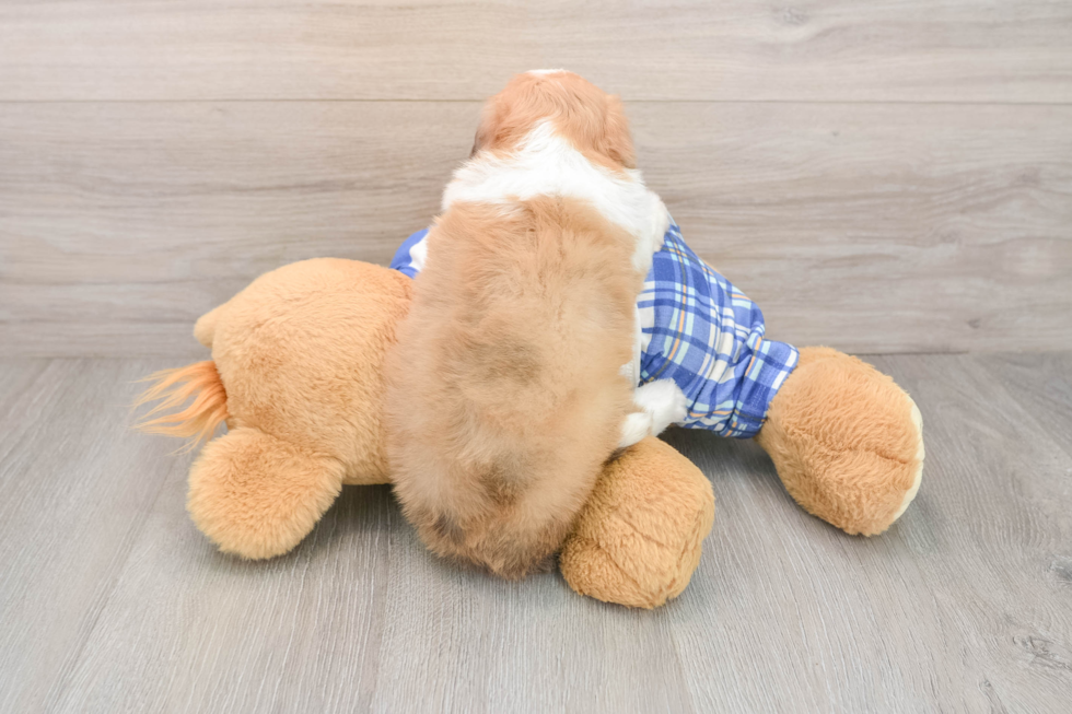 Happy Mini Aussiedoodle Baby