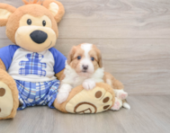 6 week old Mini Aussiedoodle Puppy For Sale - Puppy Love PR