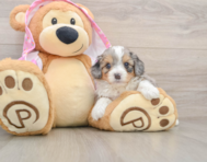 7 week old Mini Aussiedoodle Puppy For Sale - Puppy Love PR