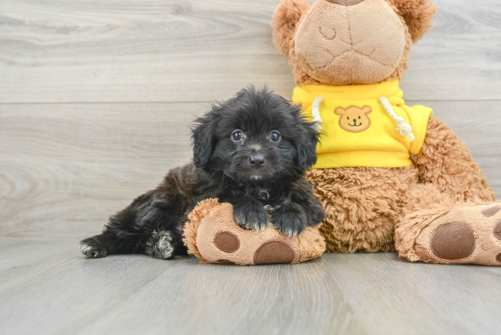 Mini Aussiedoodle Puppy for Adoption