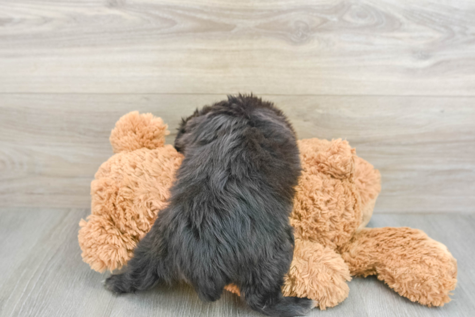 Mini Aussiedoodle Puppy for Adoption