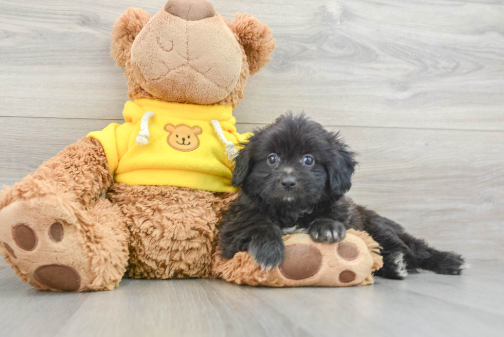 Mini Aussiedoodle Puppy for Adoption