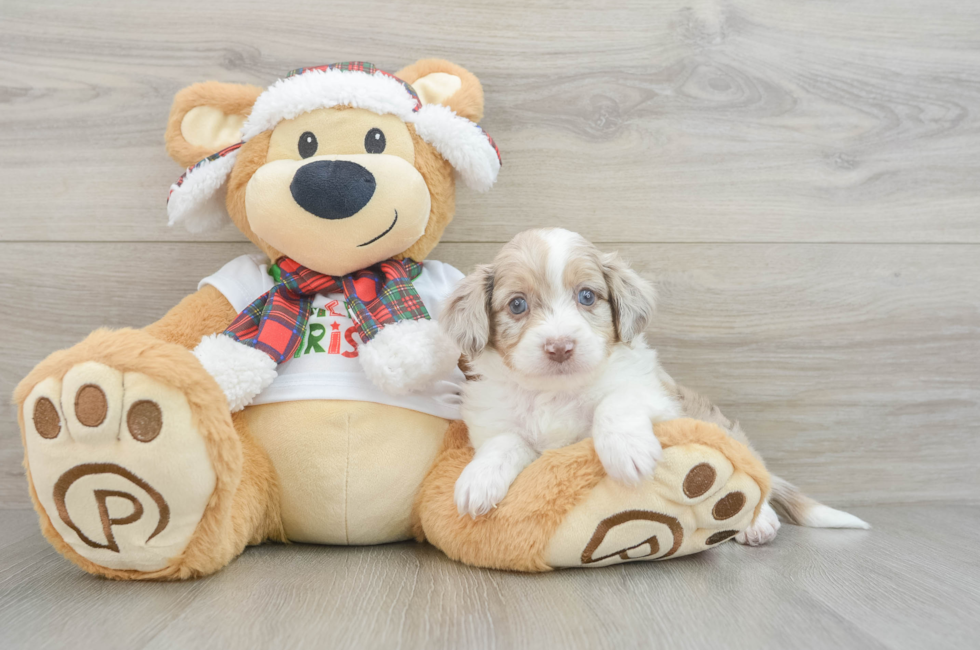 5 week old Mini Aussiedoodle Puppy For Sale - Puppy Love PR