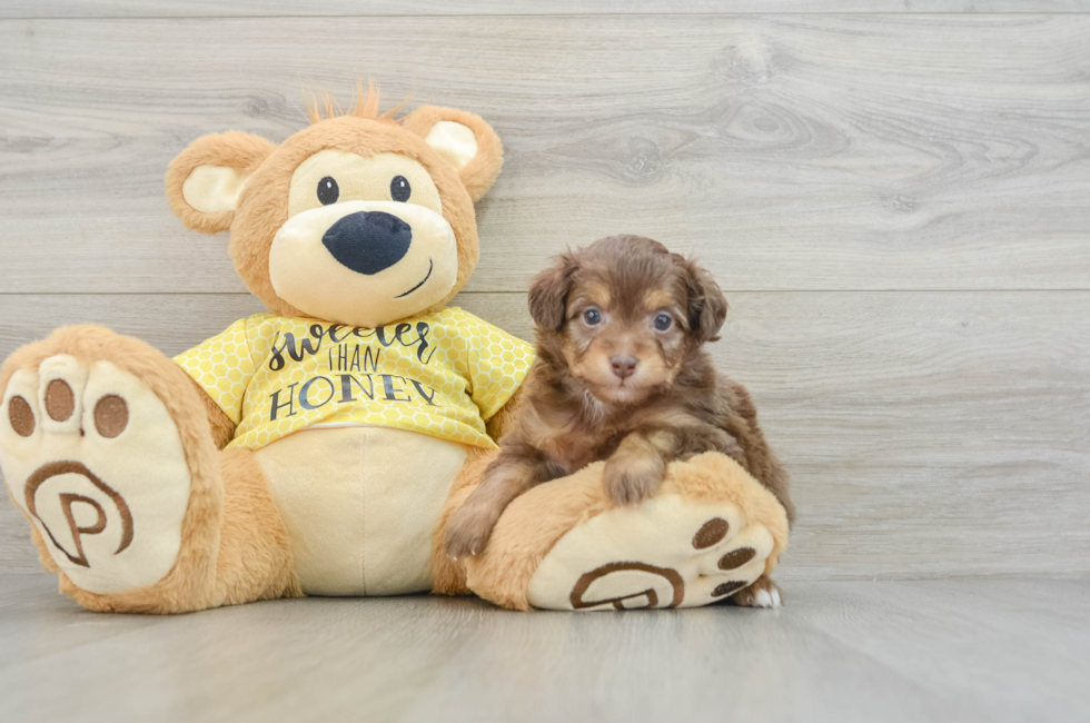 6 week old Mini Aussiedoodle Puppy For Sale - Puppy Love PR