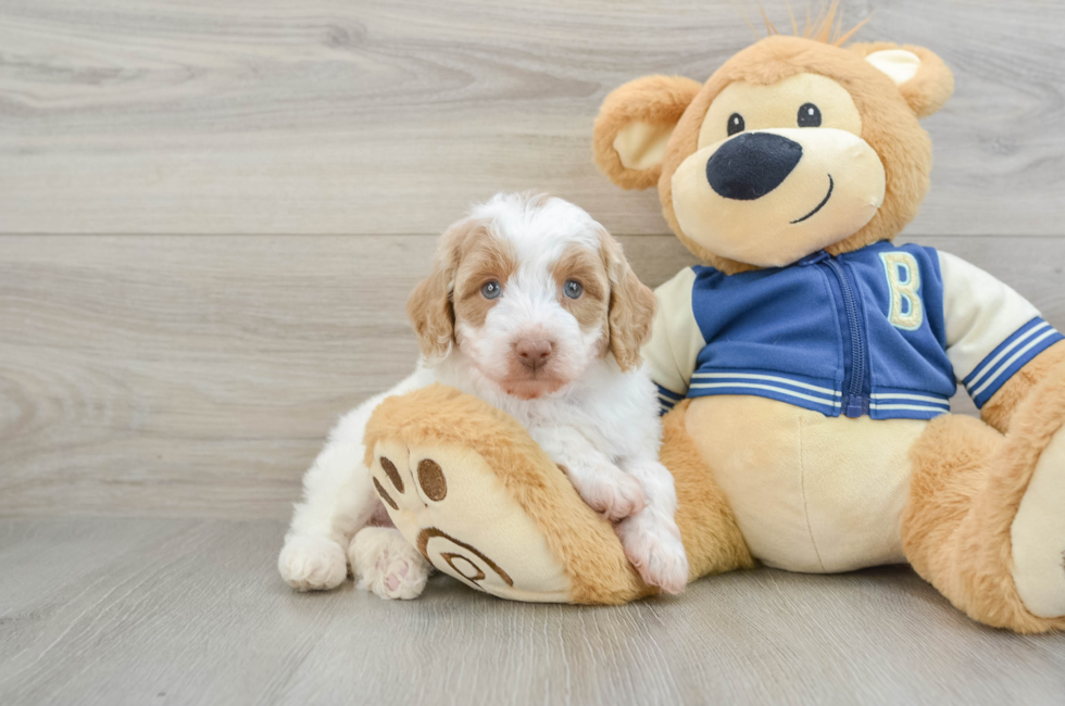 5 week old Mini Aussiedoodle Puppy For Sale - Puppy Love PR