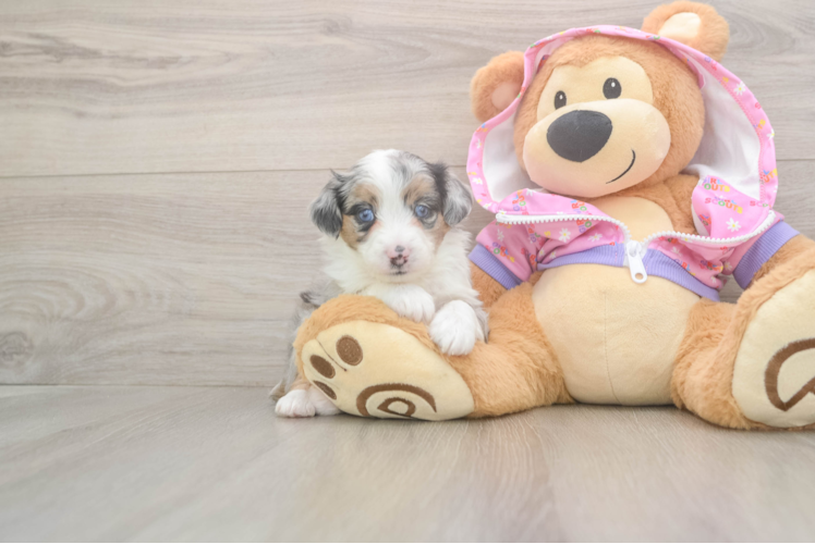 Playful Mini Aussiepoodle Poodle Mix Puppy