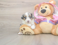 8 week old Mini Aussiedoodle Puppy For Sale - Puppy Love PR