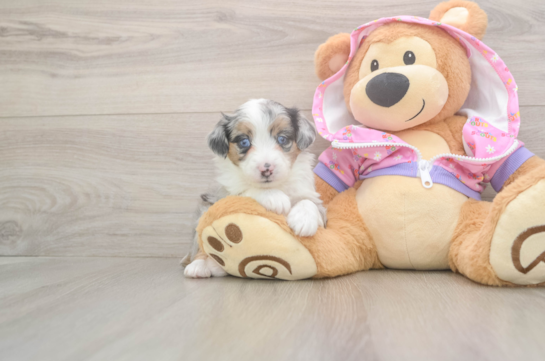 Playful Mini Aussiepoodle Poodle Mix Puppy