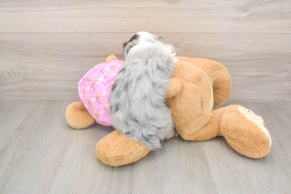 Sweet Mini Aussiedoodle Baby