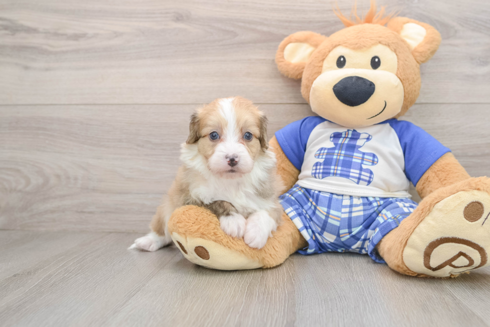 Mini Aussiedoodle Pup Being Cute