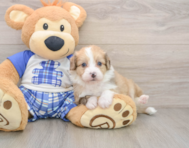 7 week old Mini Aussiedoodle Puppy For Sale - Puppy Love PR