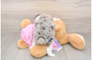 Energetic Aussie Poo Poodle Mix Puppy
