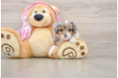 Mini Aussiedoodle Pup Being Cute