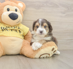 7 week old Mini Aussiedoodle Puppy For Sale - Puppy Love PR