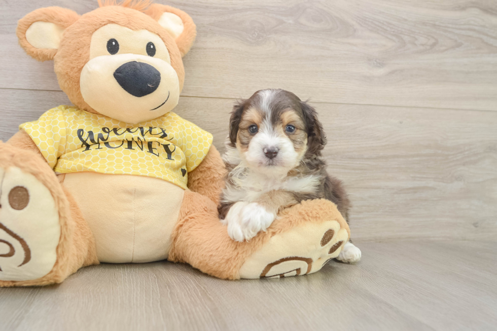 Fluffy Mini Aussiedoodle Poodle Mix Pup