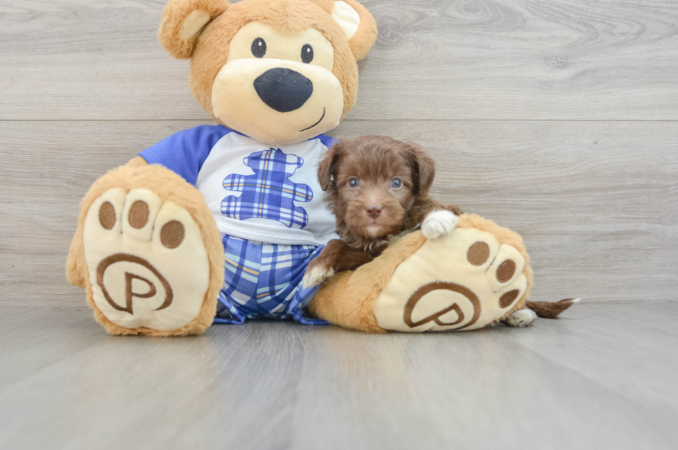 6 week old Mini Aussiedoodle Puppy For Sale - Puppy Love PR