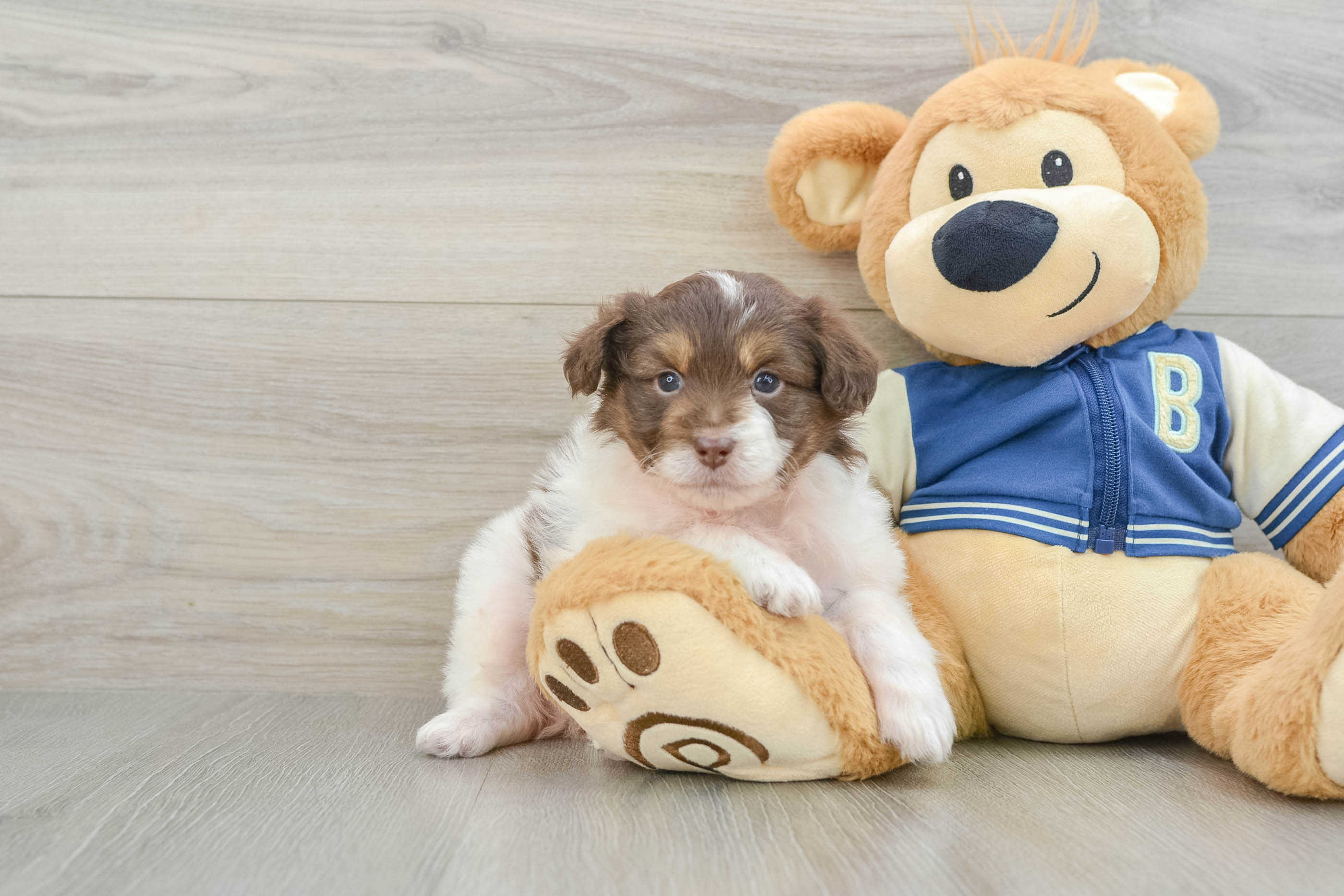 Mini Aussiedoodle Pup Being Cute