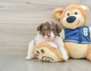 9 week old Mini Aussiedoodle Puppy For Sale - Puppy Love PR