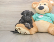 9 week old Mini Aussiedoodle Puppy For Sale - Puppy Love PR