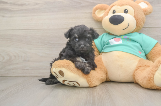 Friendly Mini Aussiedoodle Baby
