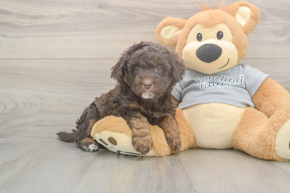 Small Mini Aussiedoodle Baby