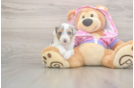 Mini Aussiedoodle Puppy for Adoption