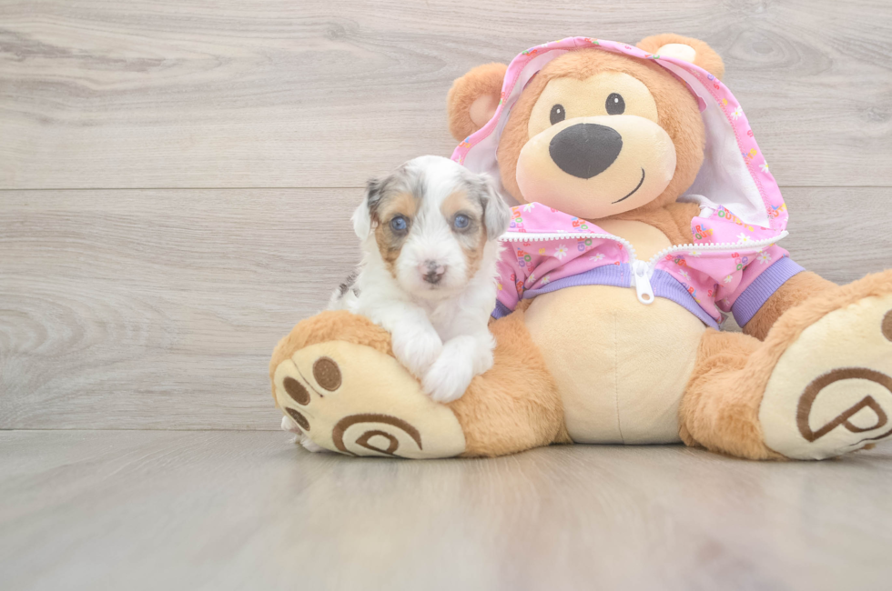 8 week old Mini Aussiedoodle Puppy For Sale - Puppy Love PR