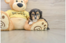 Mini Aussiedoodle Puppy for Adoption