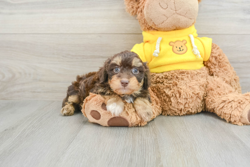 Mini Aussiedoodle Pup Being Cute