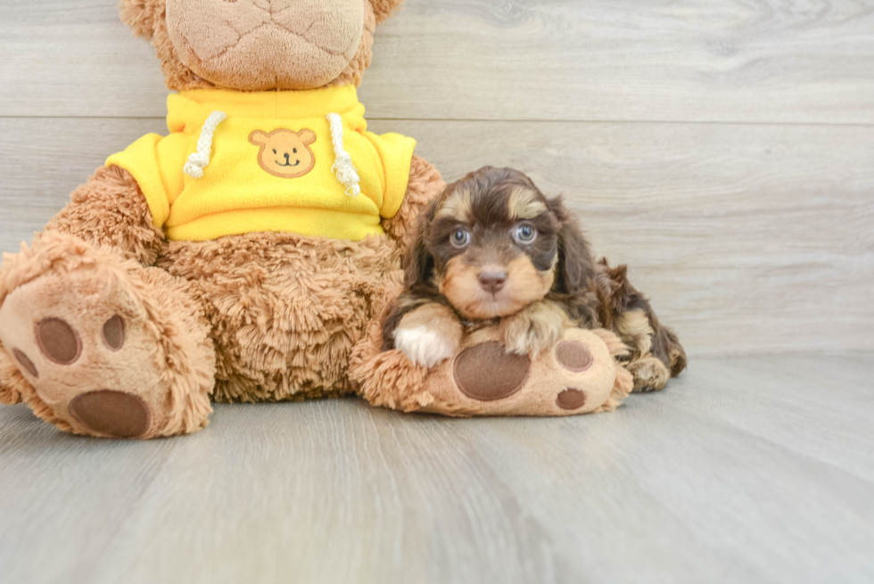 Energetic Aussie Poo Poodle Mix Puppy