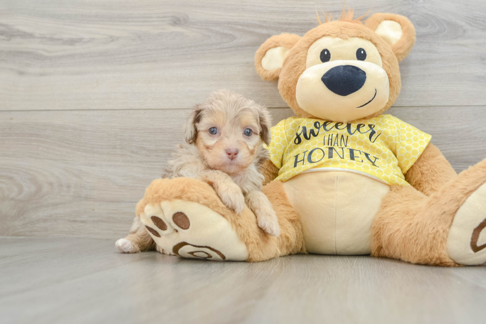 Small Mini Aussiedoodle Baby