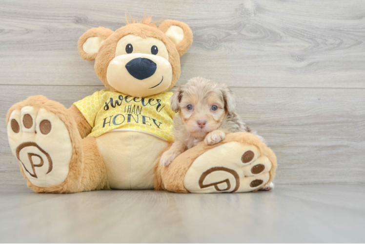 Petite Mini Aussiedoodle Poodle Mix Pup