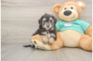 Cute Mini Aussiedoodle Baby