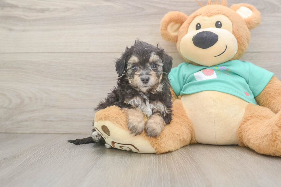 Cute Mini Aussiedoodle Baby