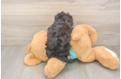 Little Mini Aussiepoo Poodle Mix Puppy