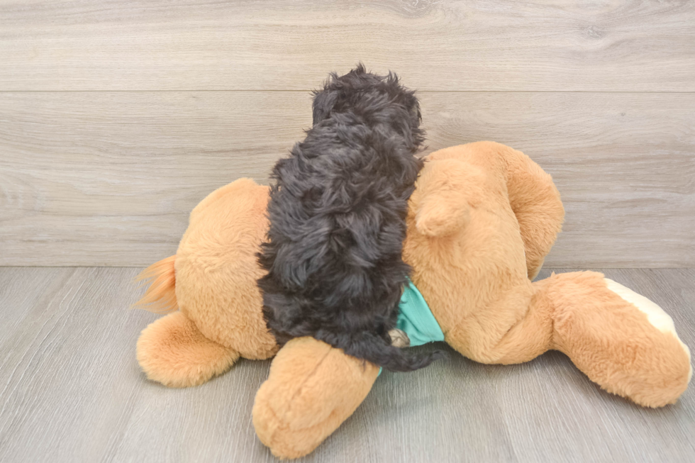 Little Mini Aussiepoo Poodle Mix Puppy