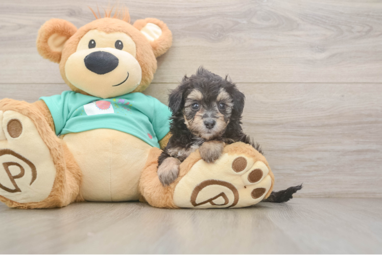 Friendly Mini Aussiedoodle Baby