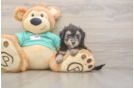 Friendly Mini Aussiedoodle Baby
